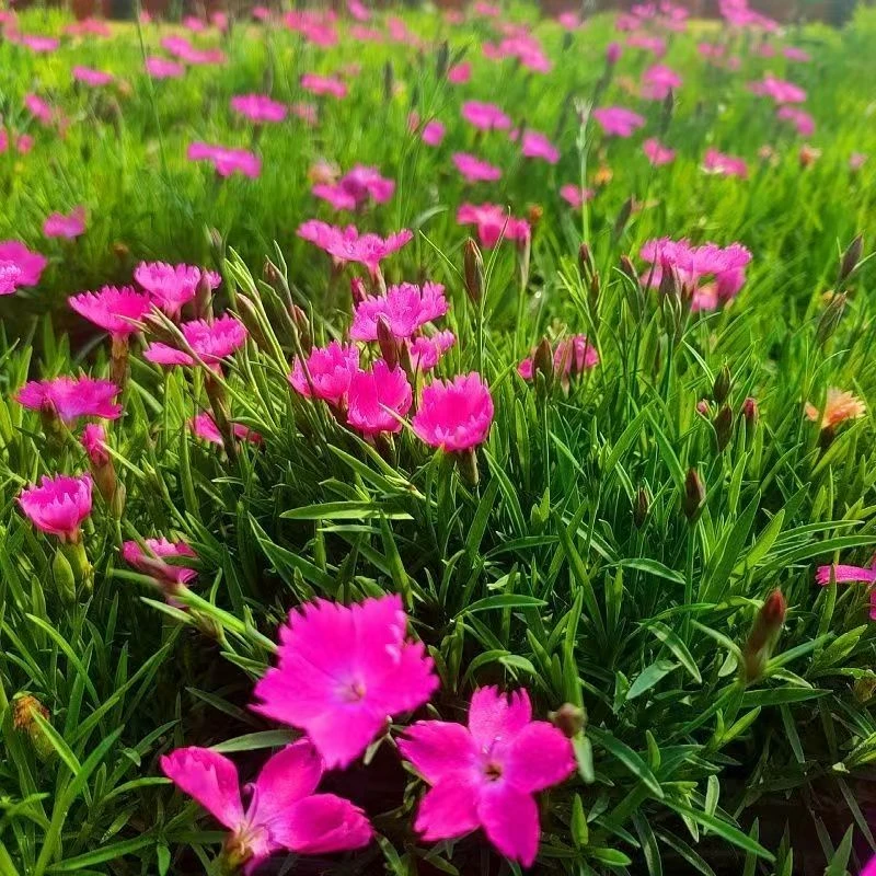 欧石竹四季开花耐寒耐旱四季草坪好养