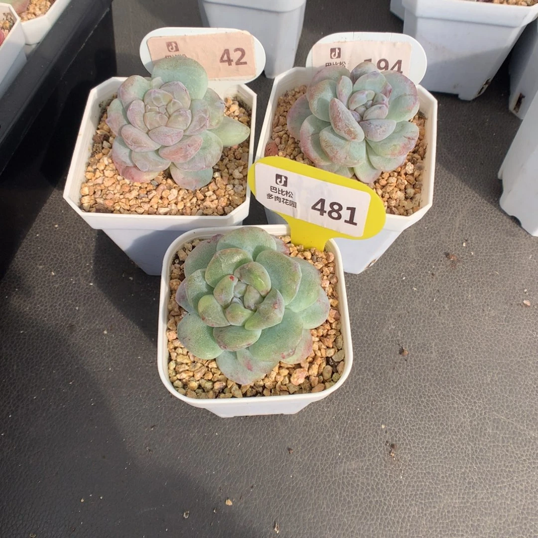 尛***孽481-194-42 冰玉石化