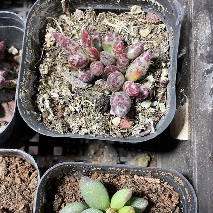 梅花鹿水泡2.8带盆