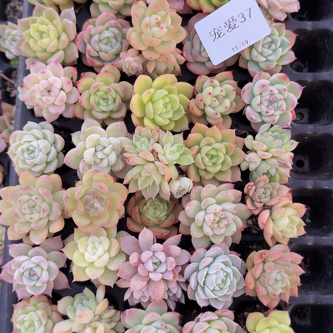 直播福利一物一拍37