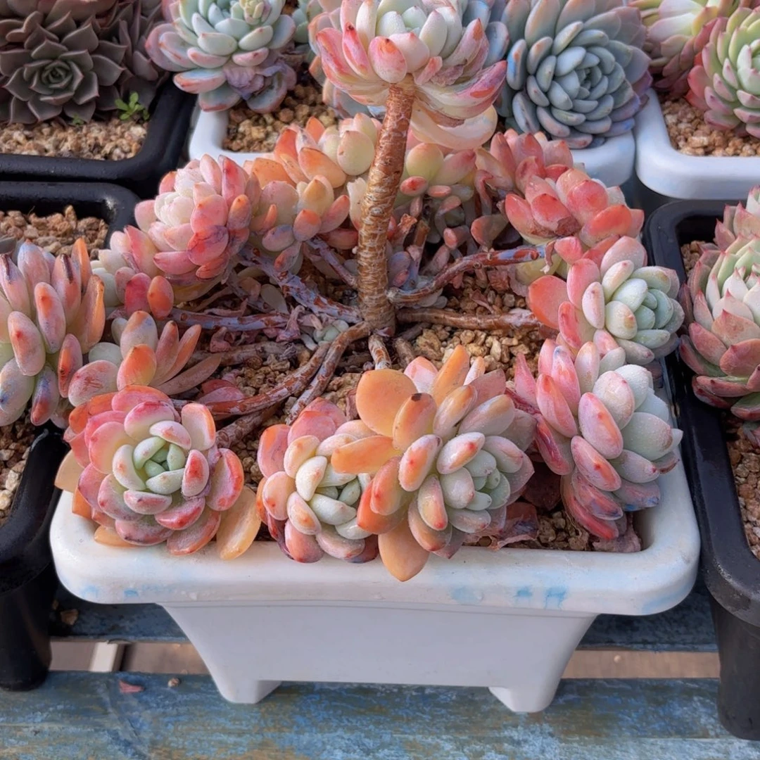 一物一拍，冷香老桩