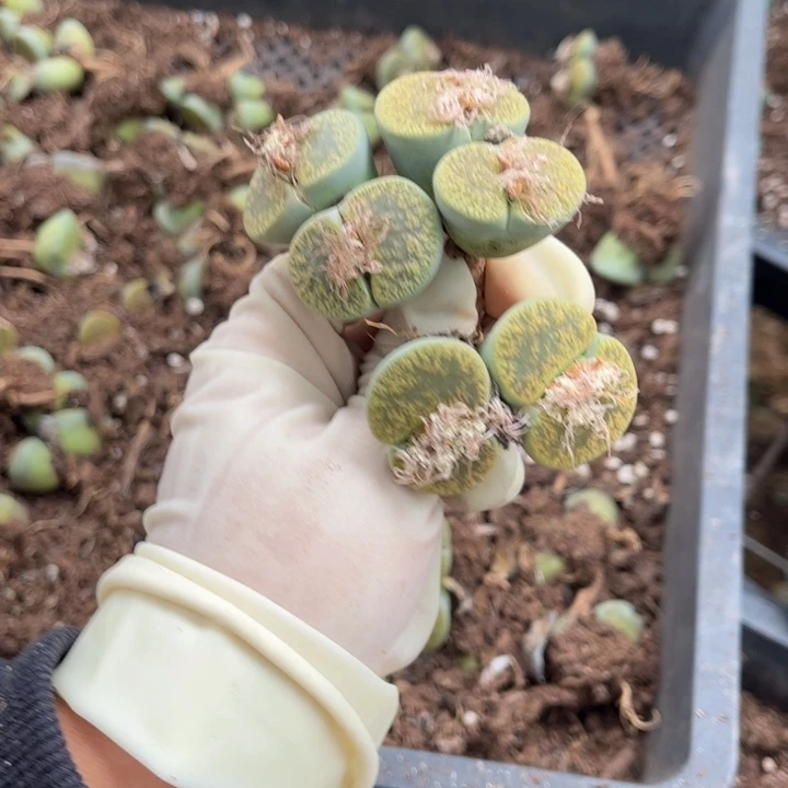 三颗绿紫薰双头8888888