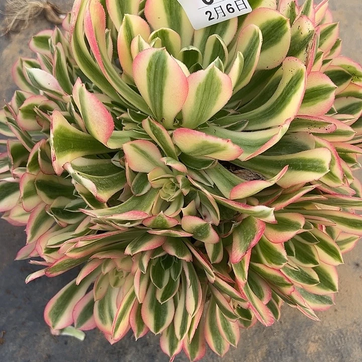 2.6-12女巫多肉植物