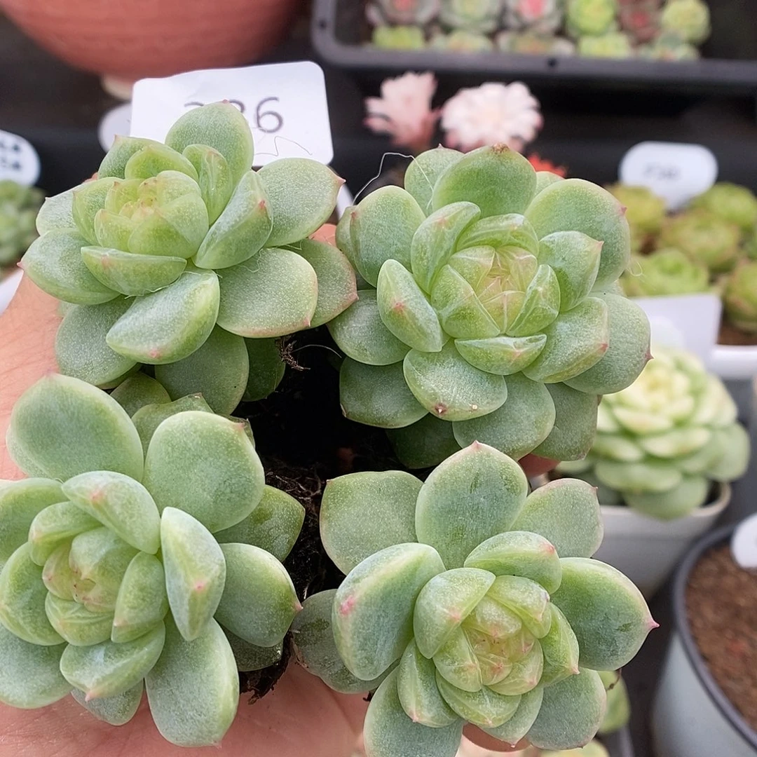 一物一拍一物一拍926-386