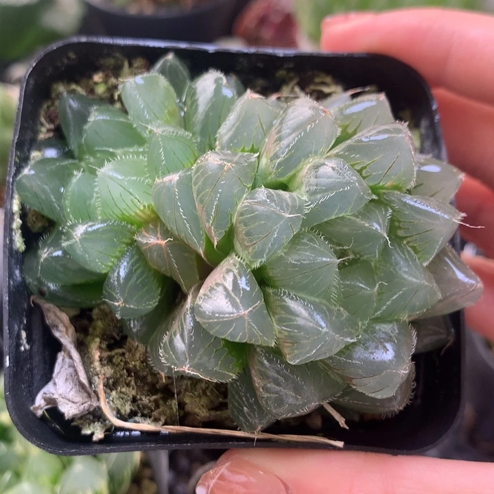 冰魄玉露一物一拍