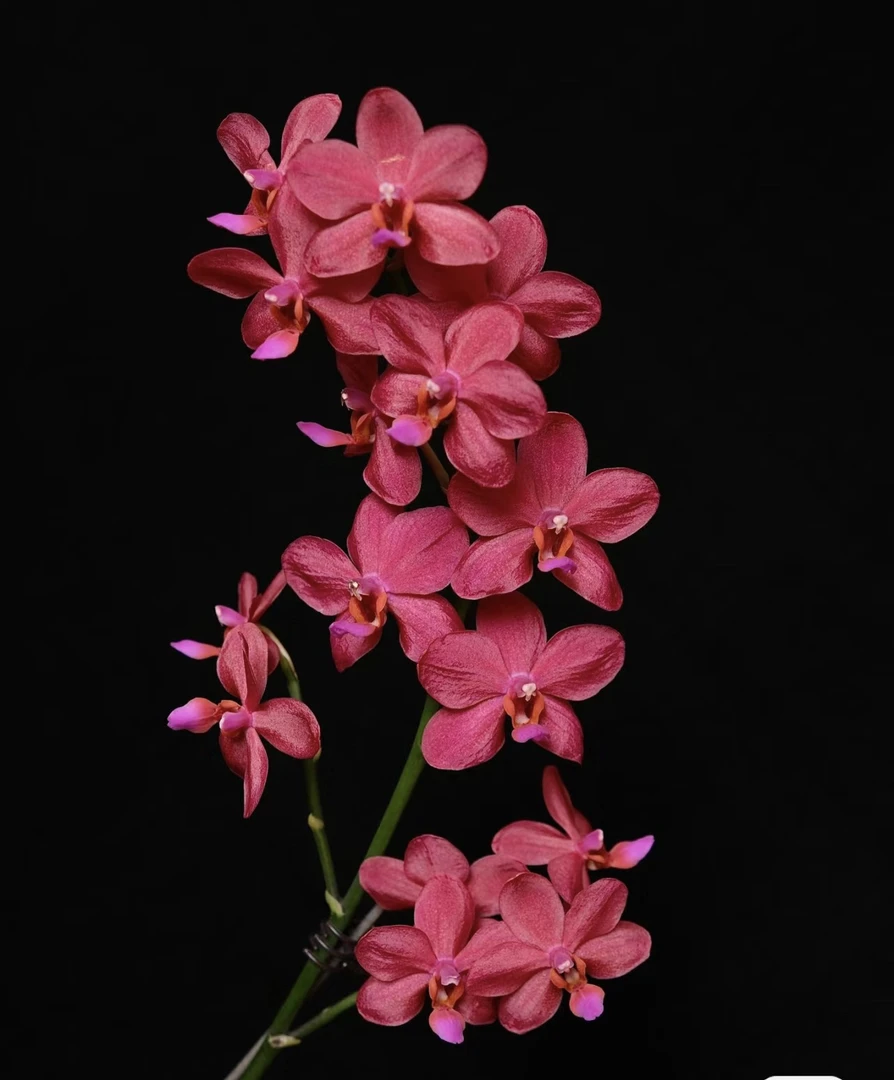 【梦幻女郎】蝴蝶兰梦幻女郎3.5寸未出梗（苗情根系好）