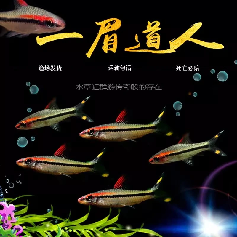 一眉道人红眉科鱼热带鱼小型游鱼淡水宠物热带观赏鱼彩虹养鱼活体