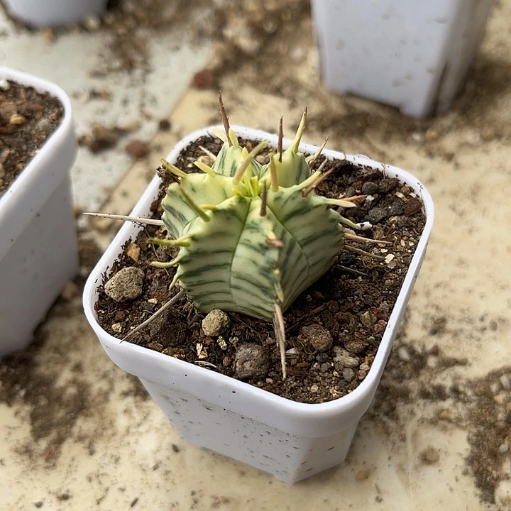 无花朵斑马锦仙人球