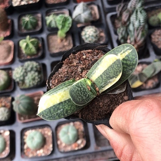 露***）无花朵子宝锦带盆