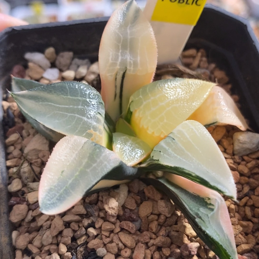543冰河锦一物一拍
