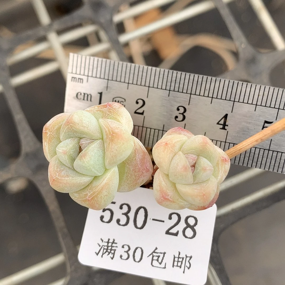 28。玻璃瓶小腿冰玉。