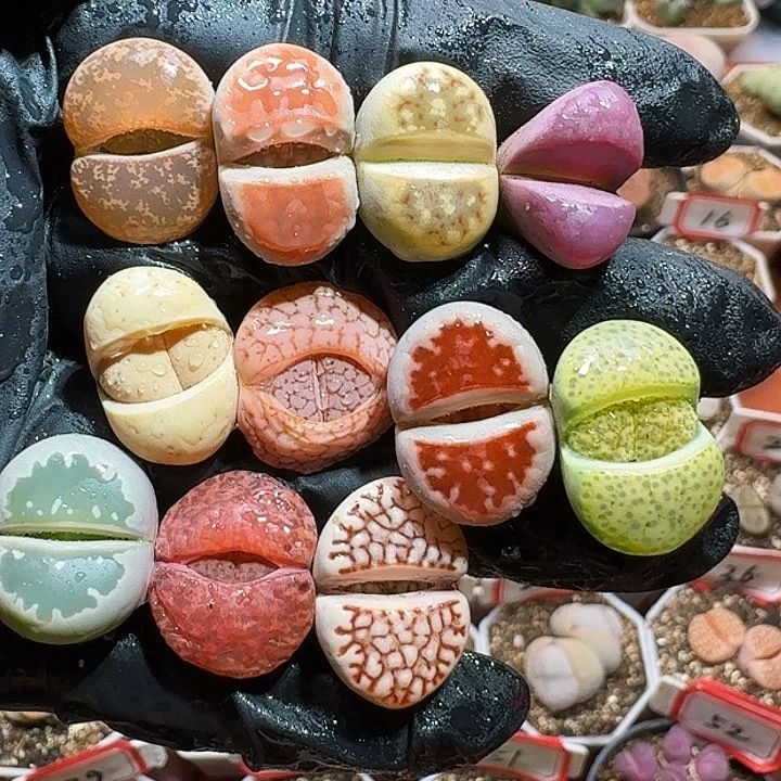 生石花222:：：/。   77