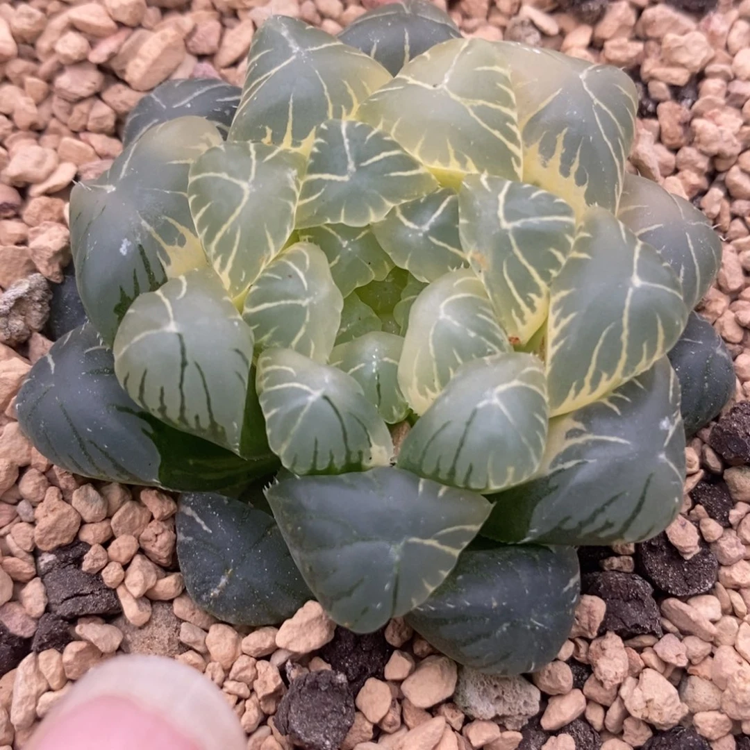 68糊斑湖水玉露锦