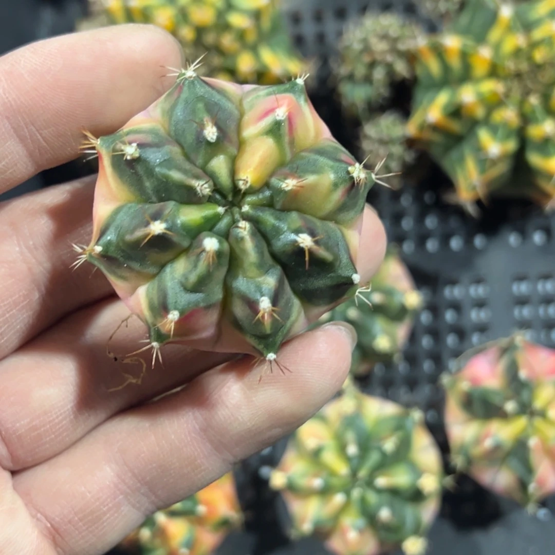 云端之上侧芽自根脱土发货