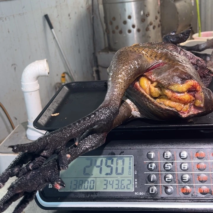 一号公鸡食用农产品中国大陆妍