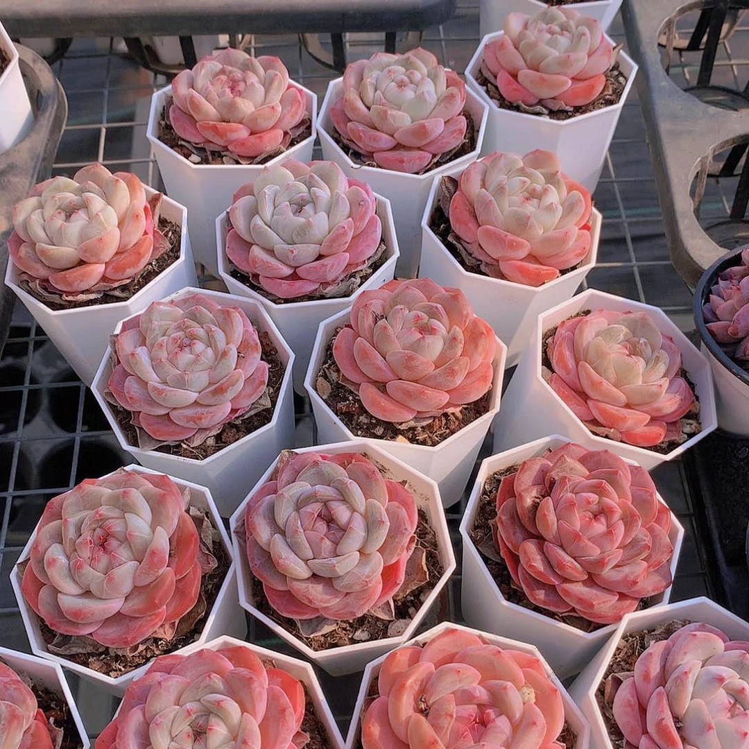 冰橙2345777889999000