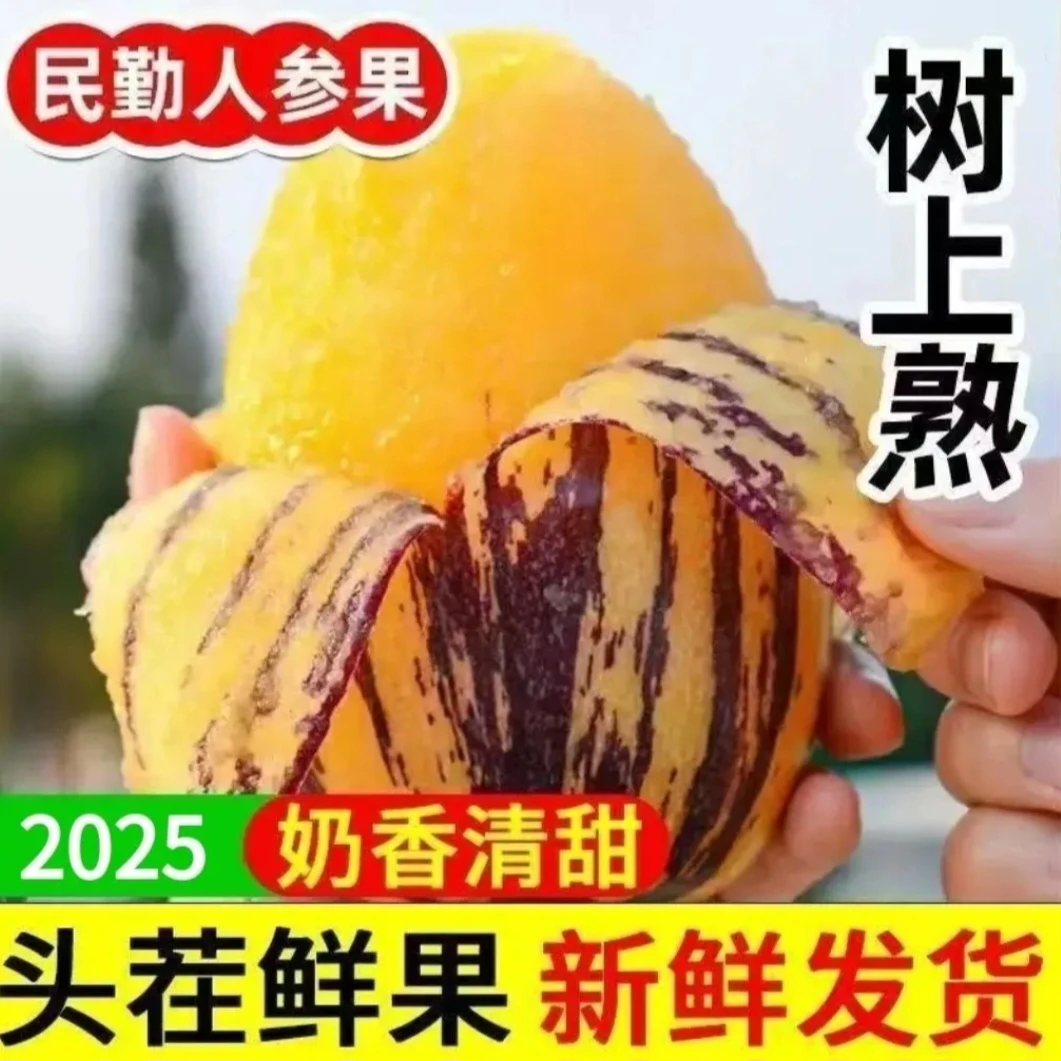 【民勤沙漠人参果】产地直发香甜多汁黄肉大果新鲜孕妇低糖低脂现摘