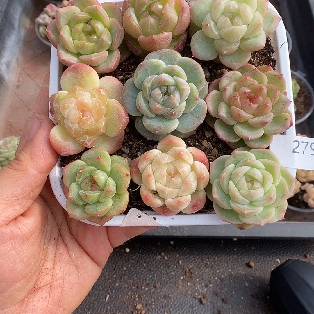 一物一拍一物一拍1028-279