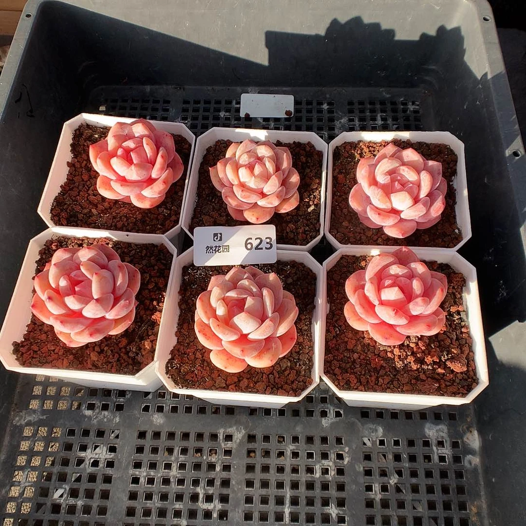 623雪天使多肉植物6666