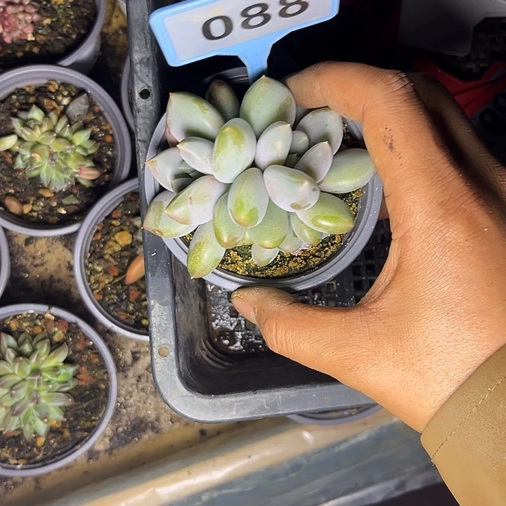 多肉植物胖体哥特088
