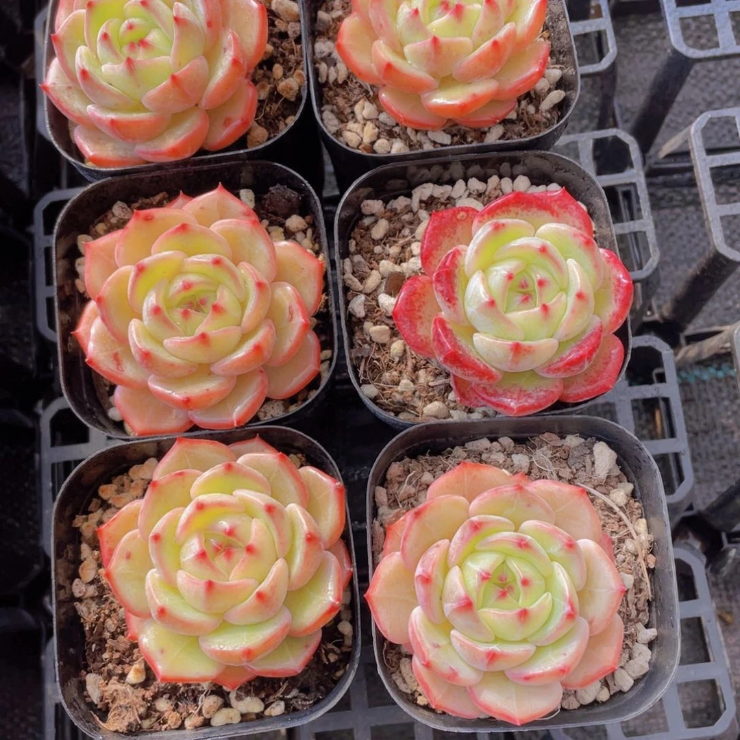 755号 宽叶冰透郁金香单头一个