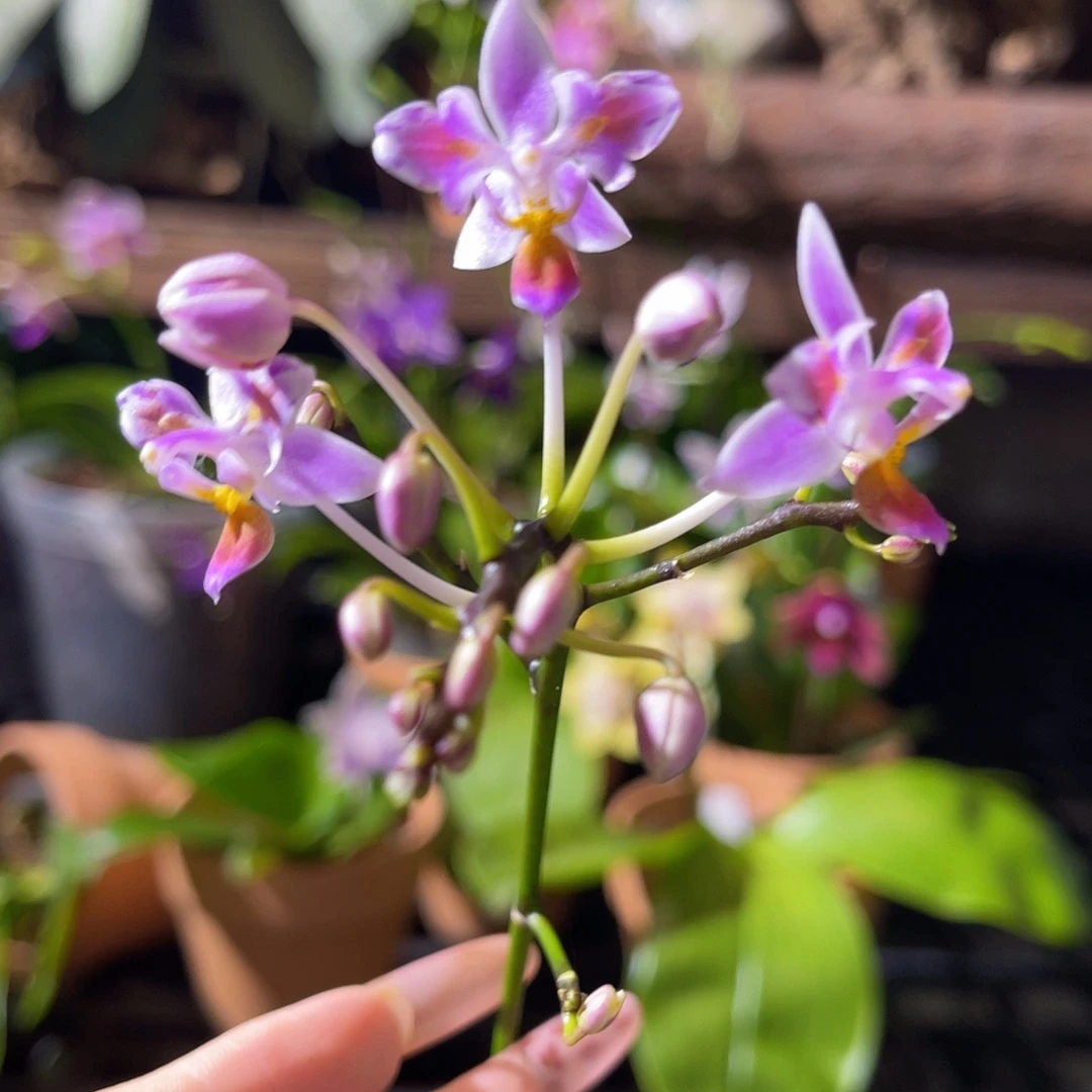无花朵蝴蝶兰原生eq三唇变异