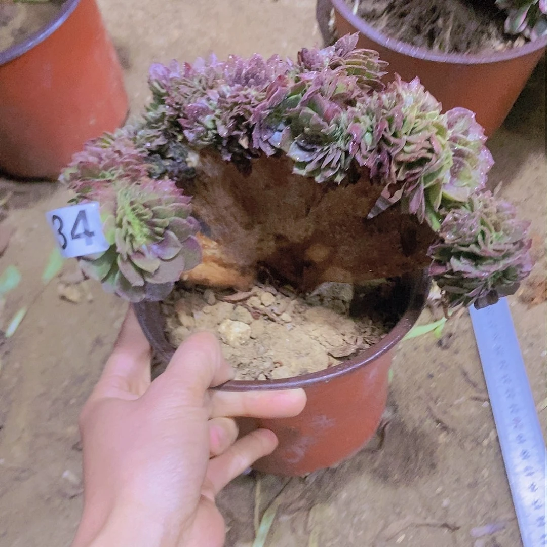 134万缀老板子法师缀老