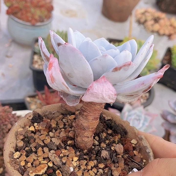 雪莲27124多肉植物