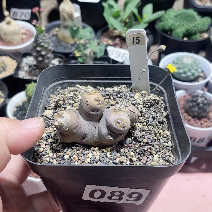 089产地格加厚墩菊