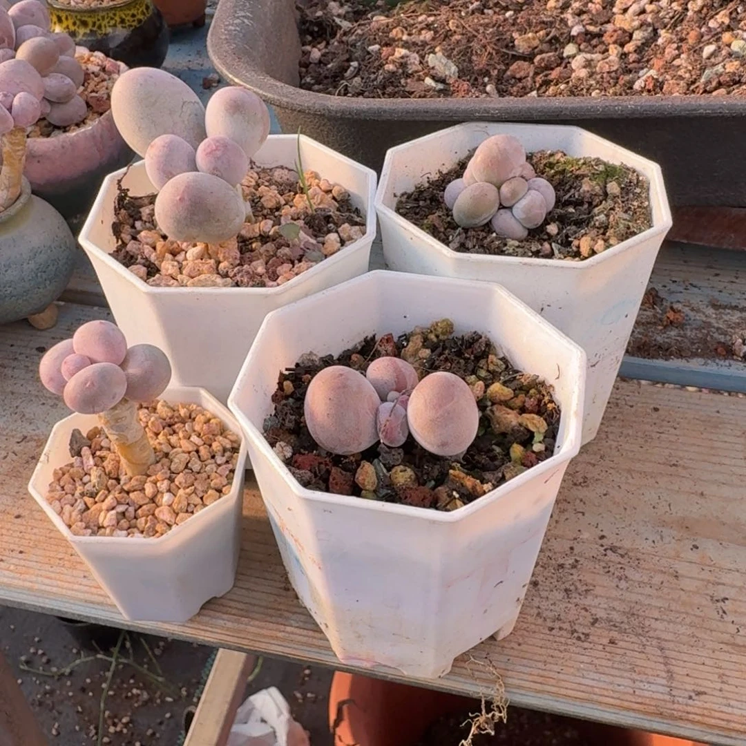 半****多肉漂亮不退不换