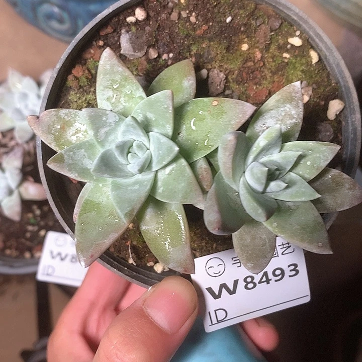 8493双头花朵脸苹果叶