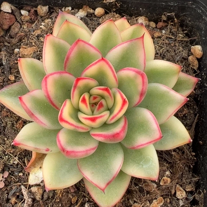 阿诗娜锦一物一拍锦龙