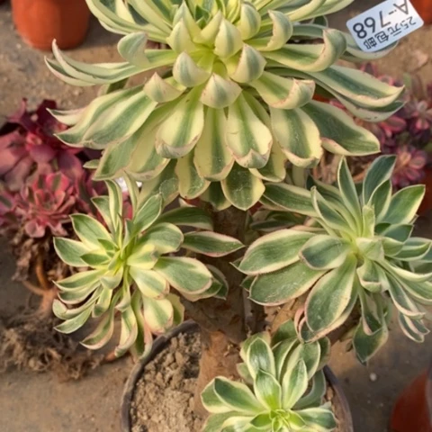 768青莲满25包邮多肉