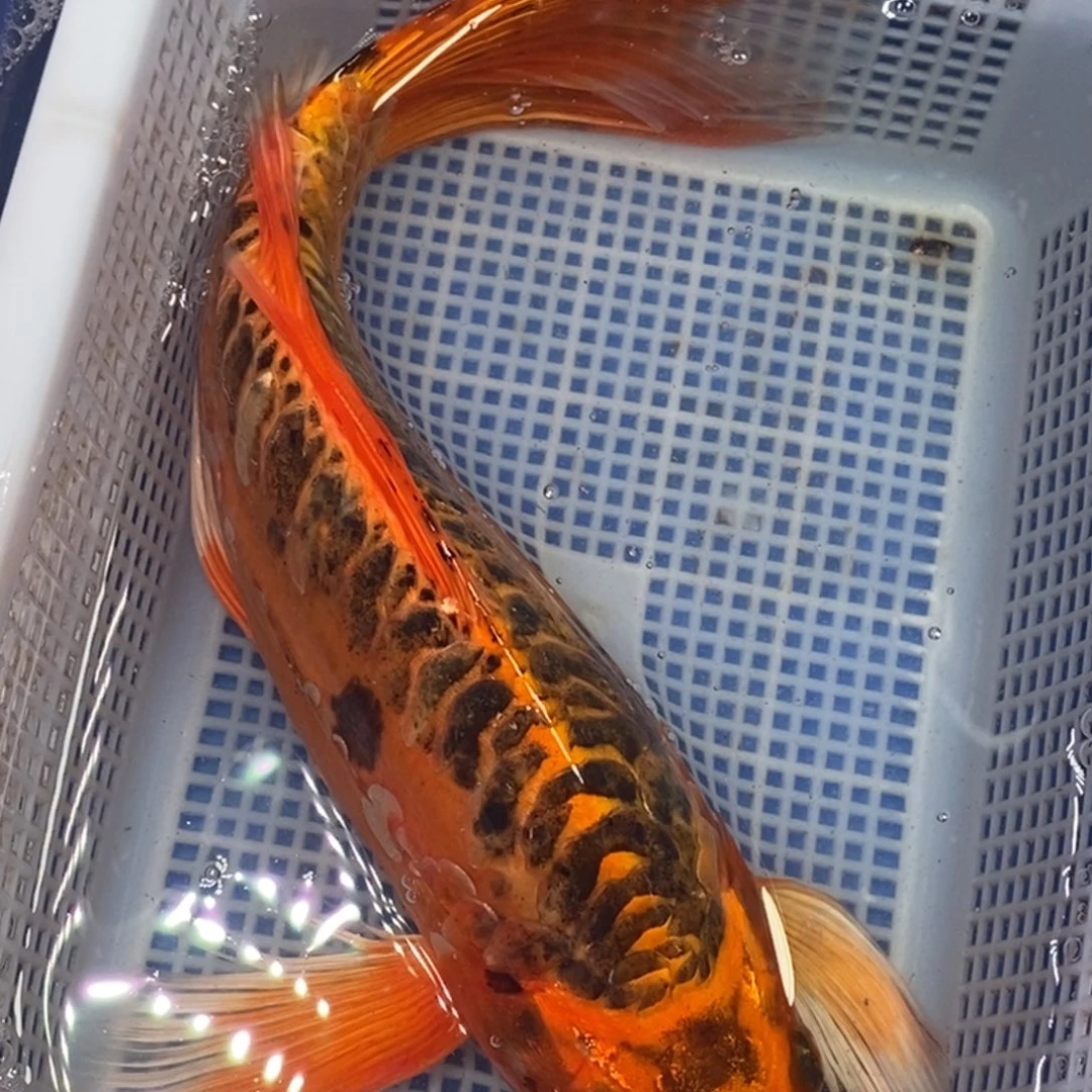 锦鲤冷水锦鲤包邮