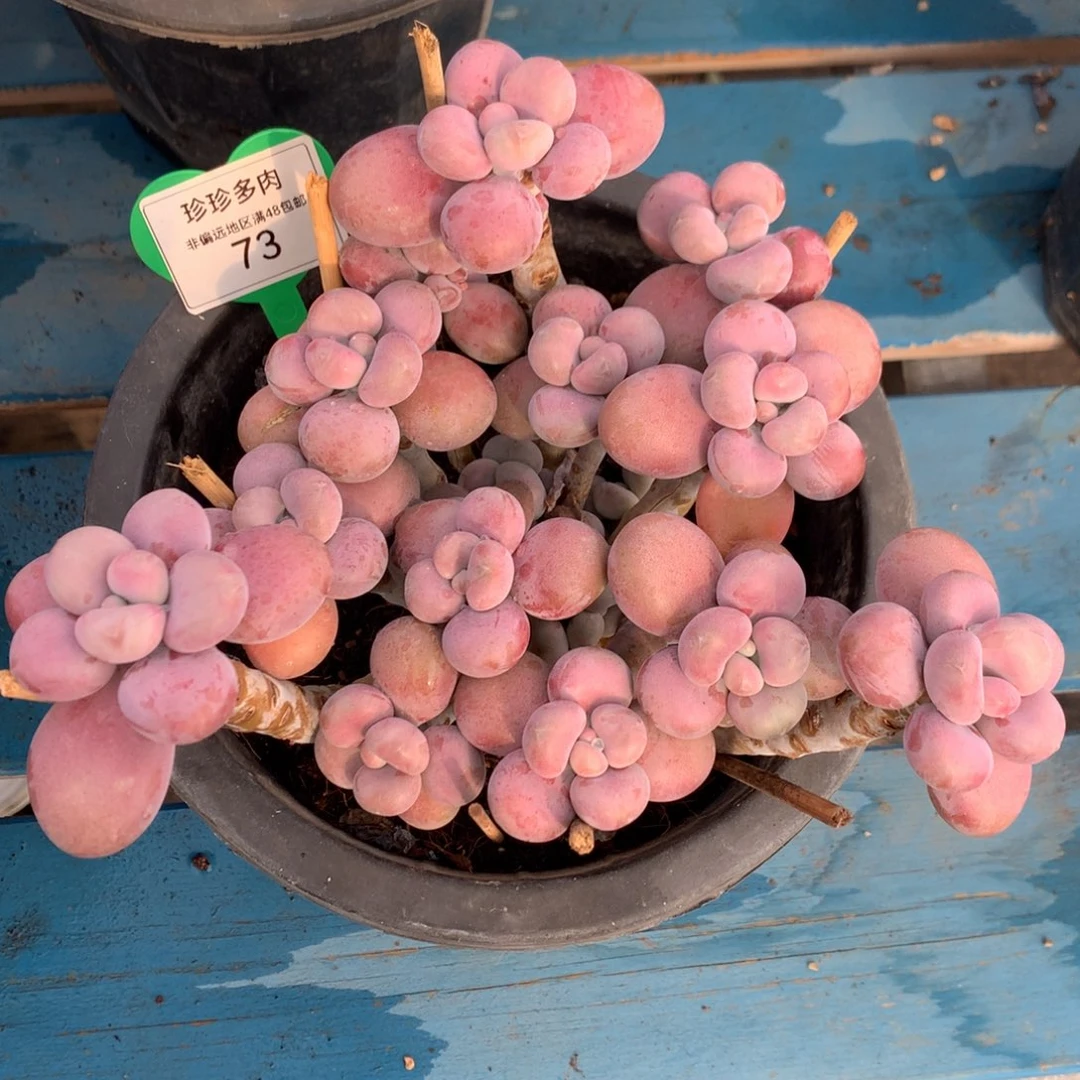 腰子蛋老桩一物一拍73