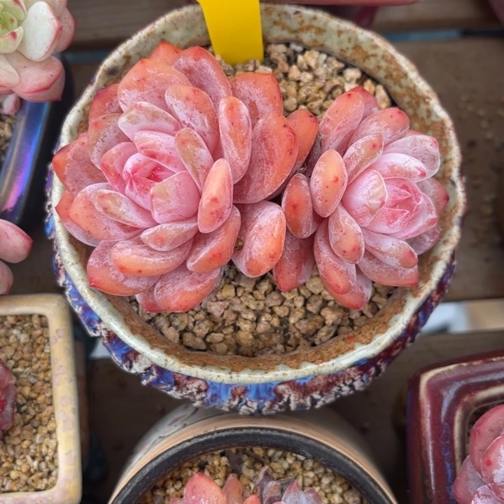 韩货橙梦露老桩5729