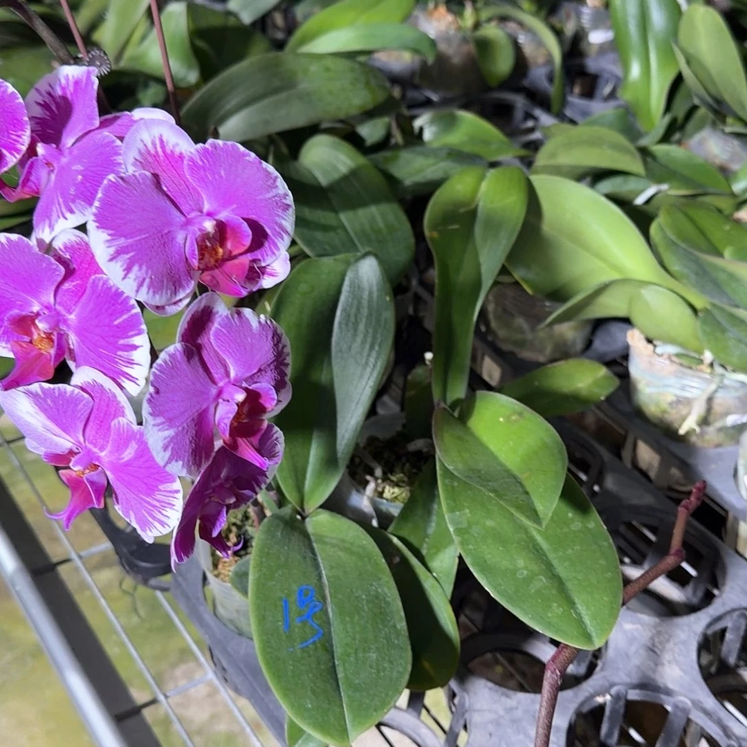 伈***刧无花朵1号带花宾友之光