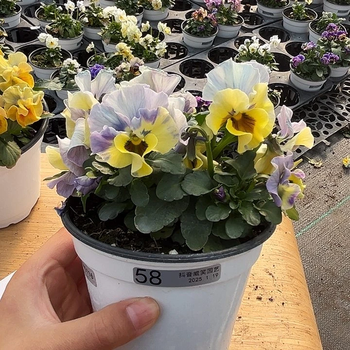 红陶抖音直播间闪拍58