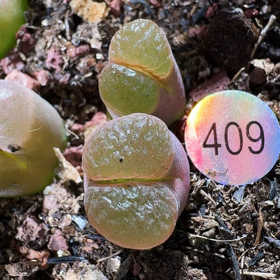 全部花朵多肉植物磁铁409