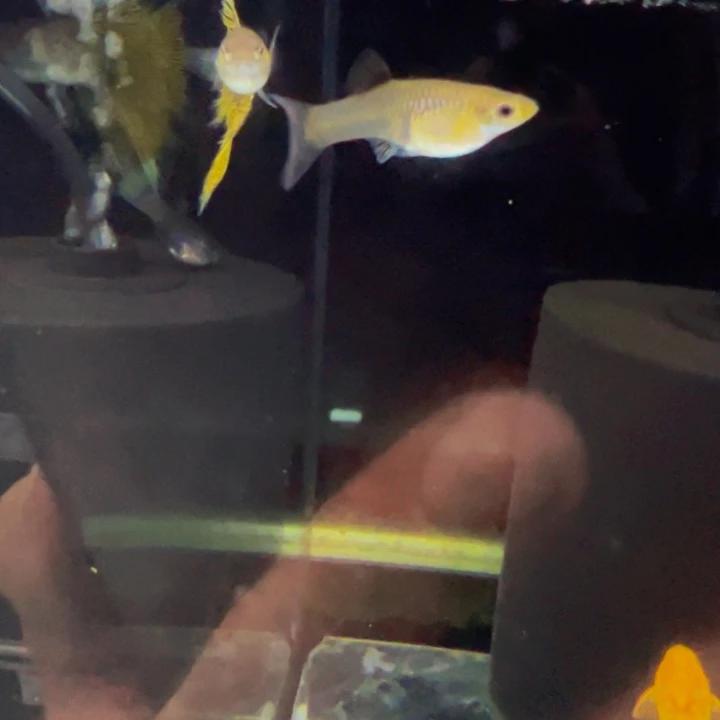 孔雀鱼黑金蕾丝运费萱萱专拍