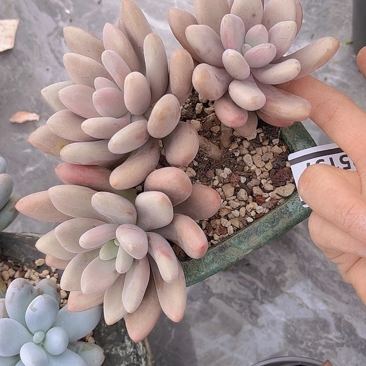 原始虞美人25157多肉植物