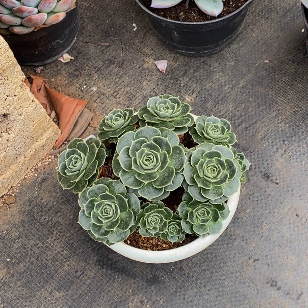汪*48包邮一物一拍多肉植物