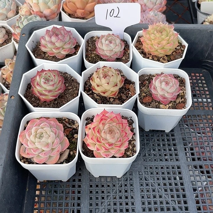 薇薇安园艺多肉102