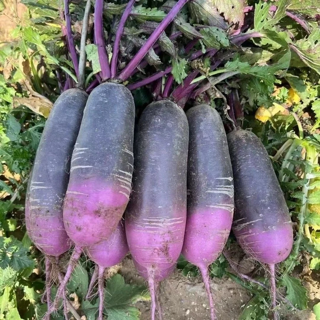 保真正宗潍县现挖新鲜紫皮冰淇淋萝卜