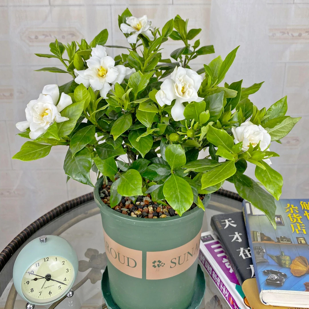 栀子花盆栽大叶牡丹小叶四季庭院室内阳台开花浓香型