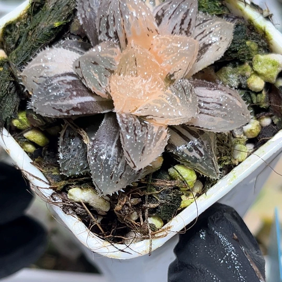 恭喜发财大吉大利3301