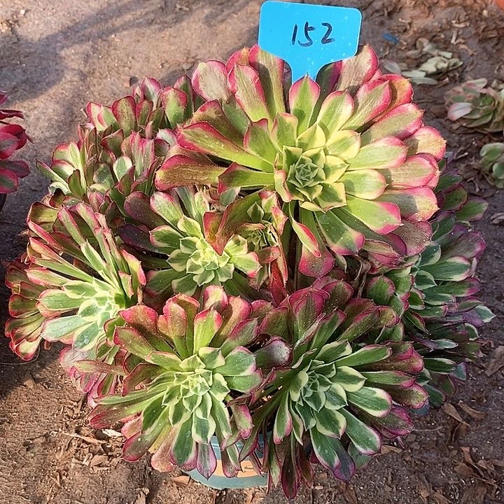 152 一颗水木年华法师