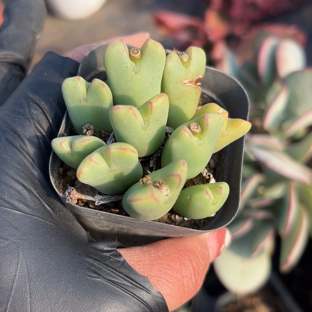 多肉植物多肉植物