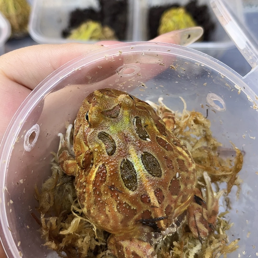 角蛙原色南美角蛙专拍链接