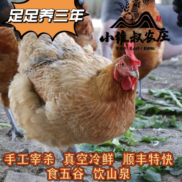 【小维叔农庄】散养三年老母鸡 黄油老母鸡 滋补月子鸡 现杀现发